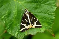 Euplagia quadripunctaria