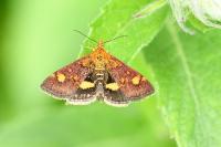 Pyrausta aurata