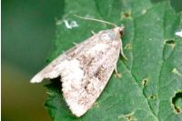 Deltote pygarga