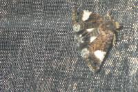 Tyta luctuosa