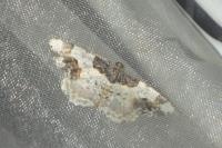 Ligdia adustata