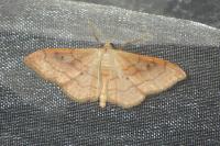 Idaea rubraria