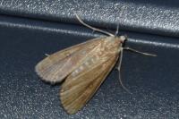 Parapoynx stratiotata