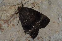 Amphipyra pyramidea