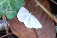 Cabera exanthemata