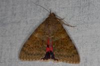Catocala elocata