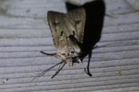 Agrotis exclamationis exclamationis