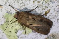 Agrotis exclamationis exclamationis