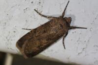 Agrotis segetum