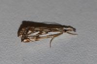 Catoptria falsella
