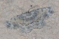Charissa mucidaria