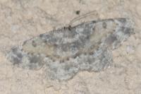 Charissa mucidaria