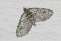 Chloroclystis v-ata
