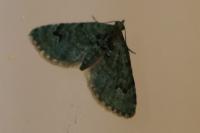 Chloroclystis v-ata