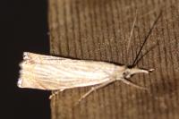 Chrysoteuchia culmella