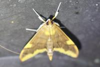 Circobotys butleri