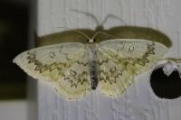 Cyclophora annularia