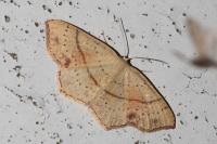 Cyclophora punctaria