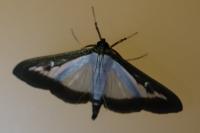 Cydalima perspectalis