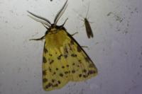 Diacrisia purpurata