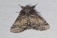Gluphisia crenata