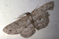 Hypomecis punctinalis