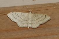 Idaea aversata