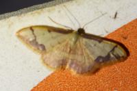 Idaea ostrinaria