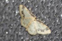 Idaea trigeminata