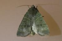 Ipimorpha subtusa