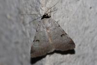 Lygephila craccae