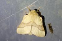 Malacosoma neustria
