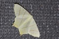 Ourapteryx sambucaria