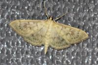 Patania ruralis