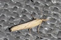 Pediasia contaminella