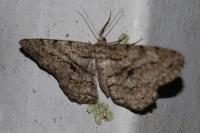 Peribatodes rhomboidaria rhomboidaria
