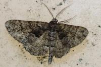 Peribatodes ilicaria ilicaria
