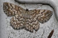 Scopula tessellaria