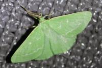 Thetidia smaragdaria