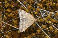 Pyrausta despicata