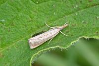 Agriphila straminella