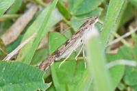 Nomophila noctuella