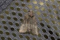 Mesoligia furuncula