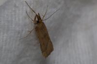 Synaphe punctalis