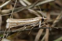 Ancylolomia tentaculella