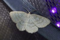 Cabera exanthemata