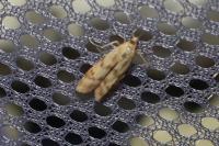 Homoeosoma sinuella