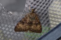 Lymantria dispar