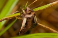 Ochropleura plecta