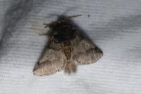 Thaumetopoea processionea